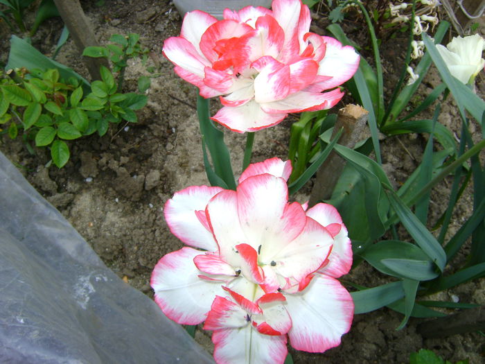 DSC01141