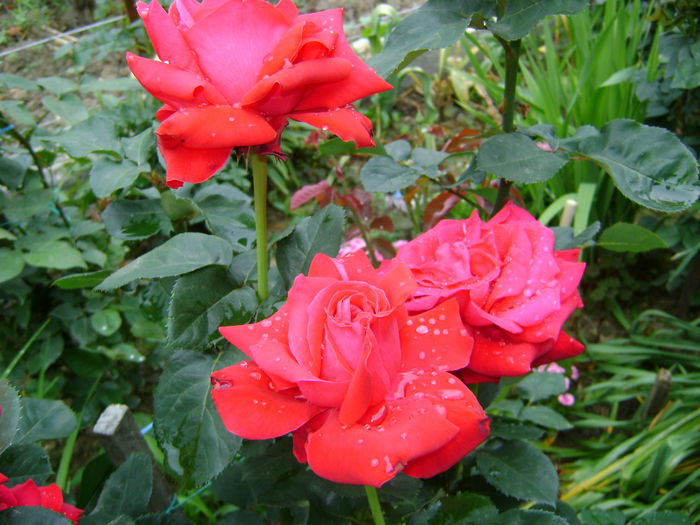 DSC01241