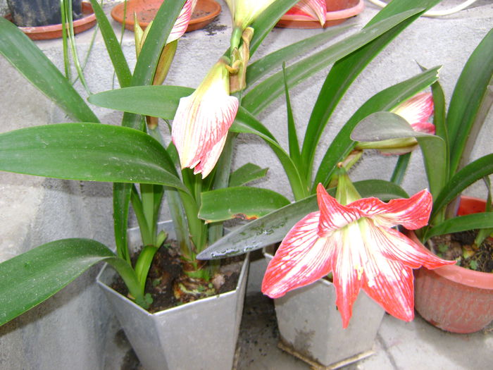 DSC01247