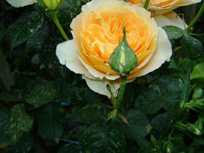 DSC01249