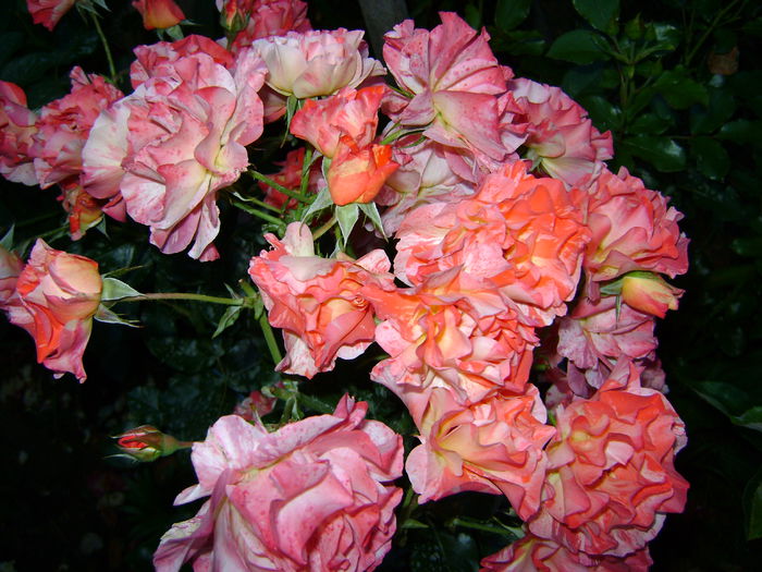 DSC01303 alfred sisley - 0 Florile mele-2013