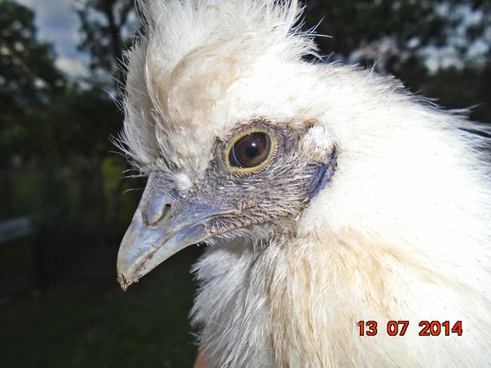 Matase Japoneza Alba - Matase Japoneza Alba