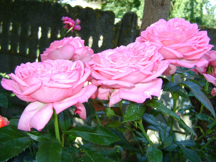 Emilia Maria sau rose de Molinard; Delbard
