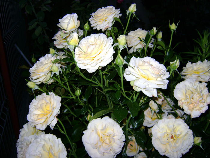 1357 parfumat-Starkl - 0 Florile mele-2013
