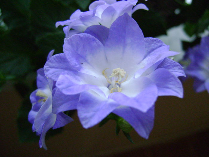 DSC01470 pierduta - 0 Florile mele-2013