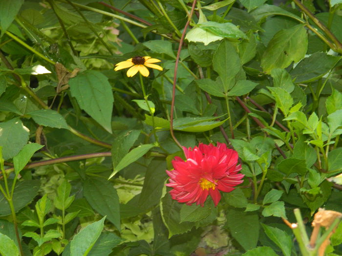 DSCN0515