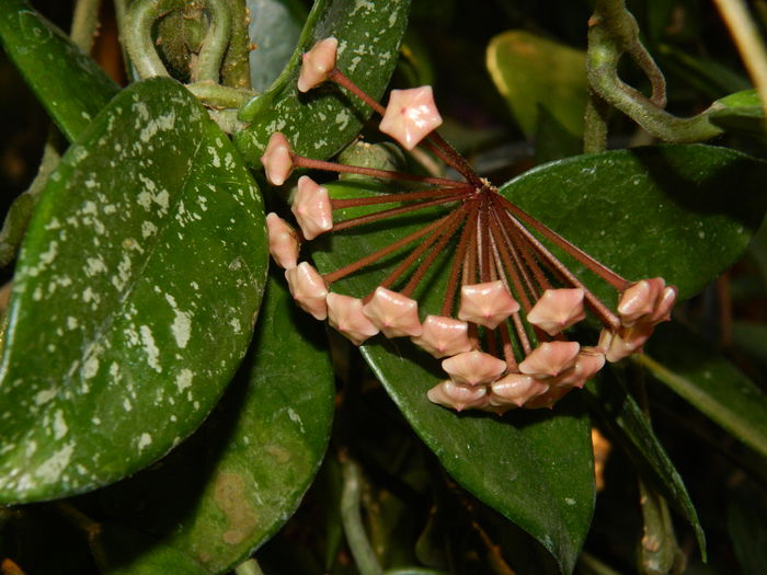 DSCN0524 floricelele batranei hoya