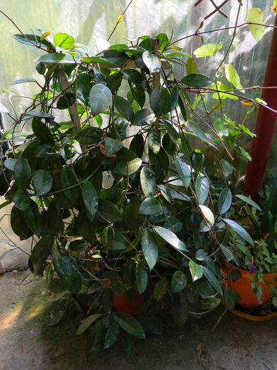 DSCN0526 hoya batranica - AUGUST_2014