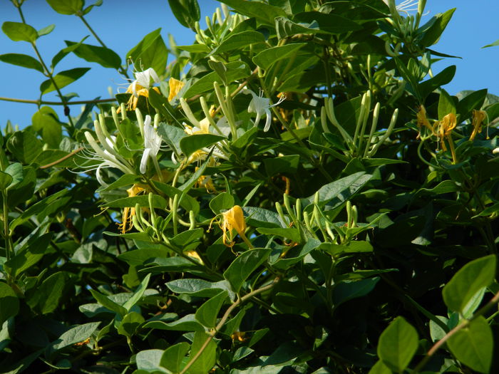 DSCN0531 lonicera - AUGUST_2014