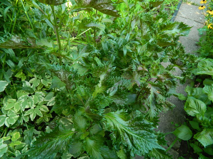 DSCN0545