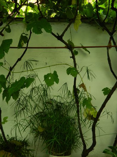 DSCN0547