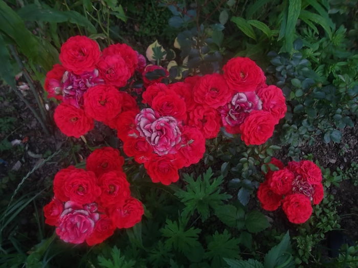 zwergenfee mini - trandafiri kordes