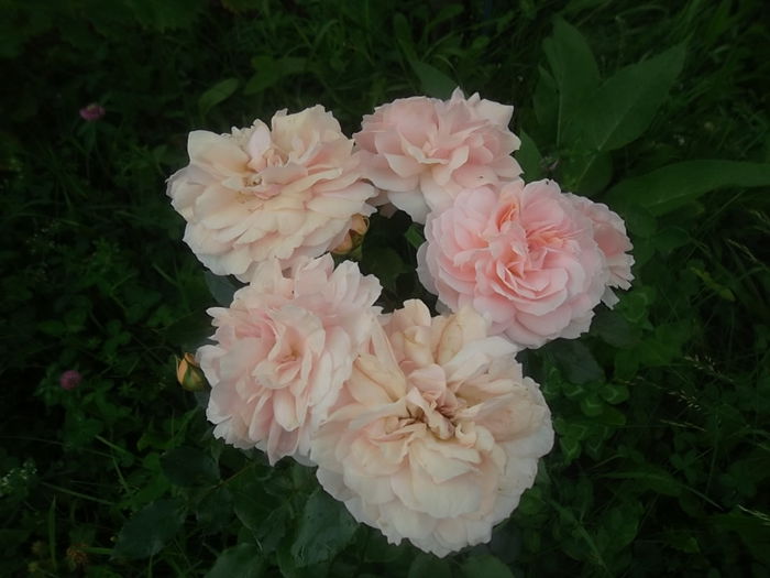 garden of roses - trandafiri kordes