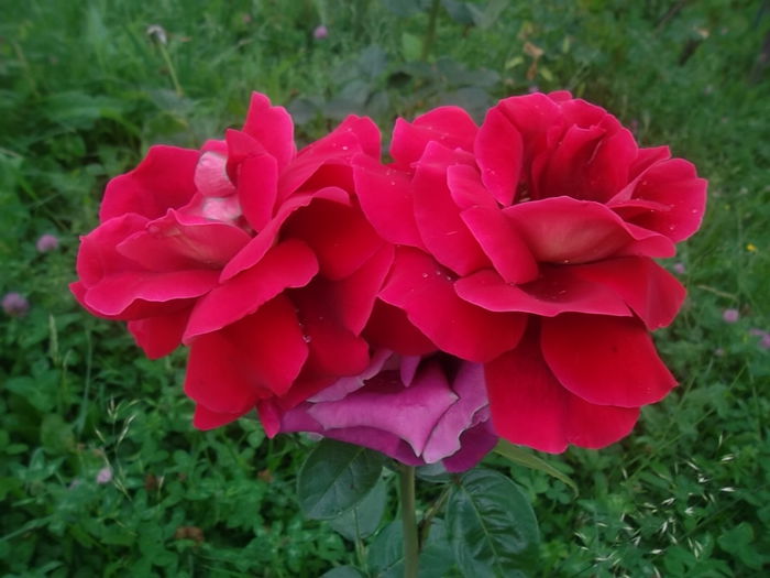 kronenbourg - trandafiri kordes