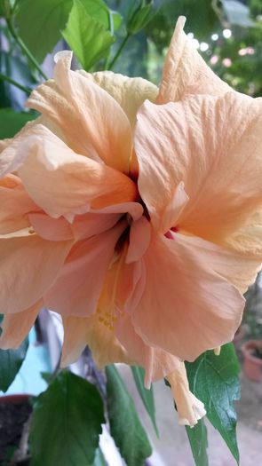 20140804_110651 - hibiscus portocaliu