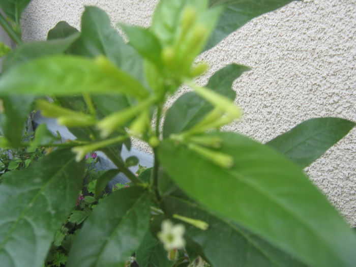 Picture My plants 524; Cestrum nocturum
