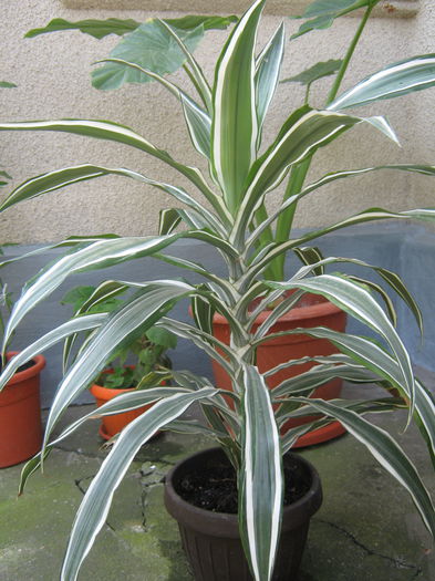 Picture My plants 540; Dracena
