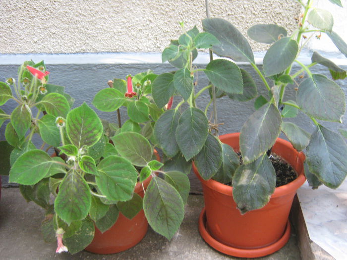 Picture My plants 548; Kohlerii
