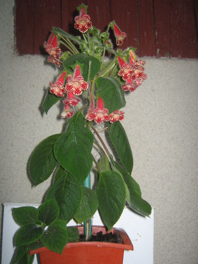 Picture My plants 665