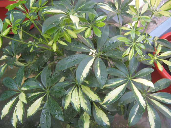 Picture My plants 550; Schefflera
