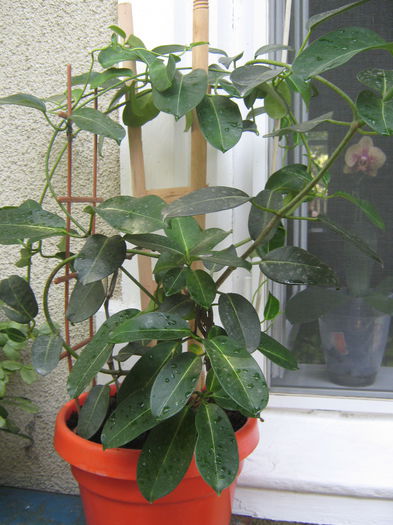 Picture My plants 557; Stephanotis
