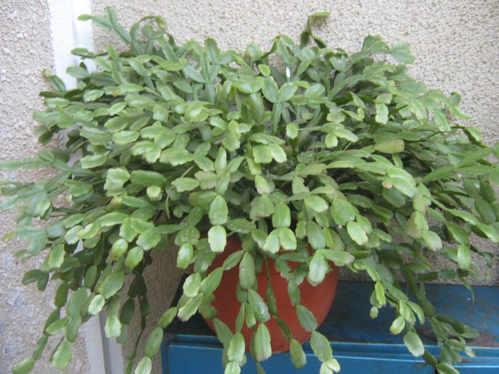 Picture My plants 559; Schlumbergera rosie
