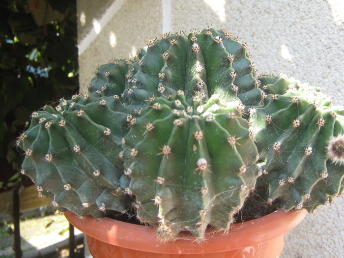 Picture My plants 566; Cactus
