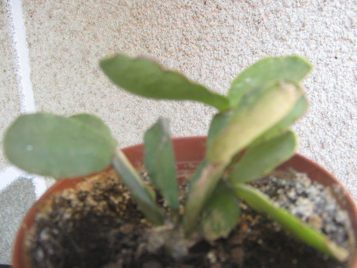 Picture My plants 569; Pui schlumbergera alba
