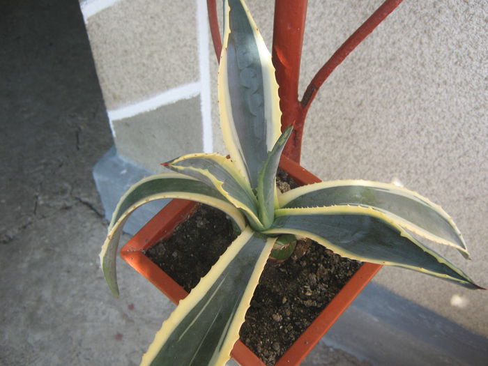 Picture My plants 570
