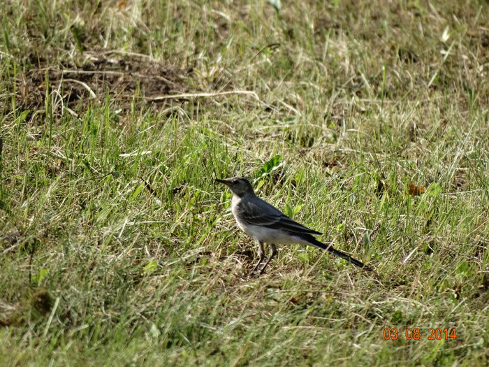 DSC06328 - Diverse vietati 2014