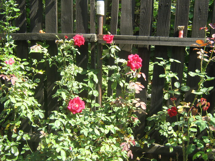 Picture My plants 576
