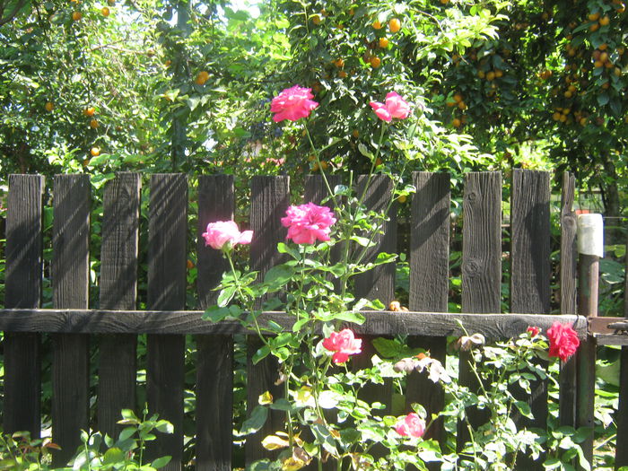 Picture My plants 577