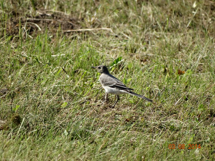 DSC06329 - Diverse vietati 2014