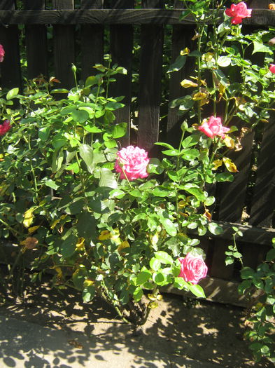 Picture My plants 578
