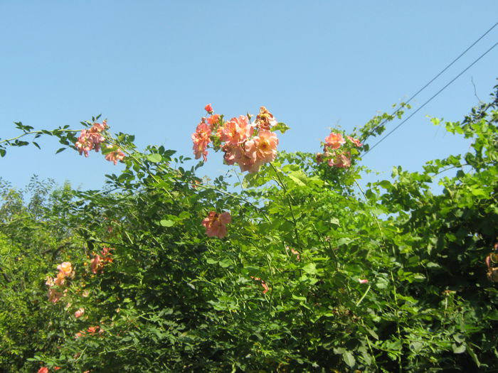 Picture My plants 583