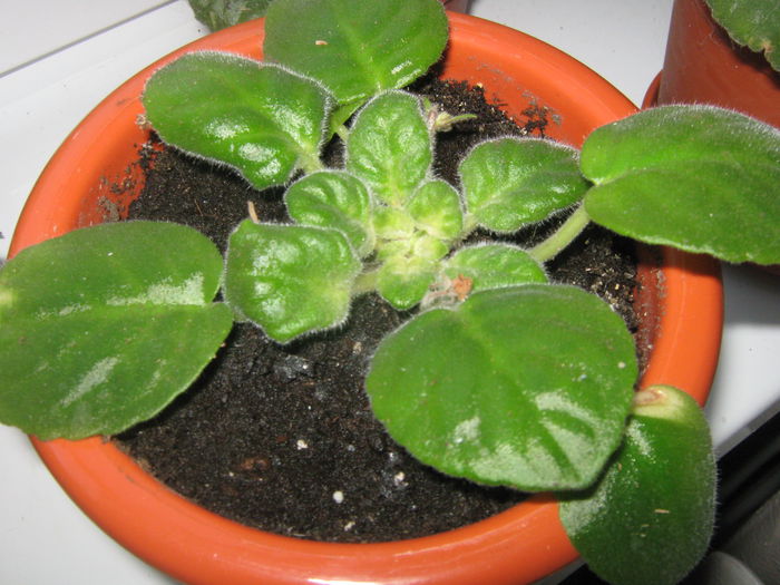 Picture My plants 597