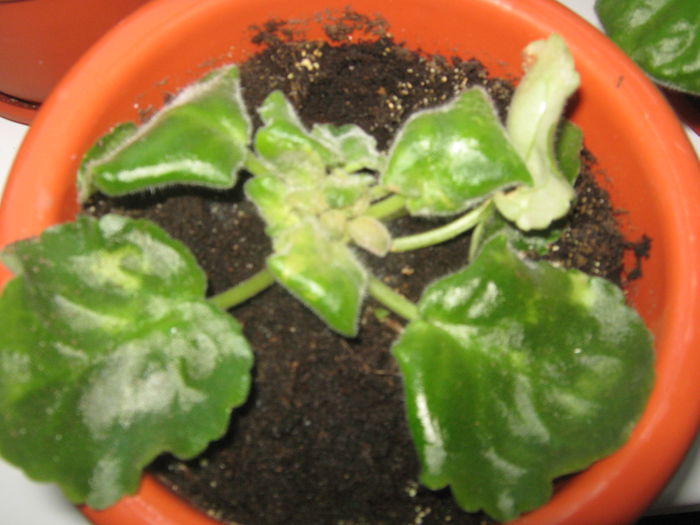 Picture My plants 599