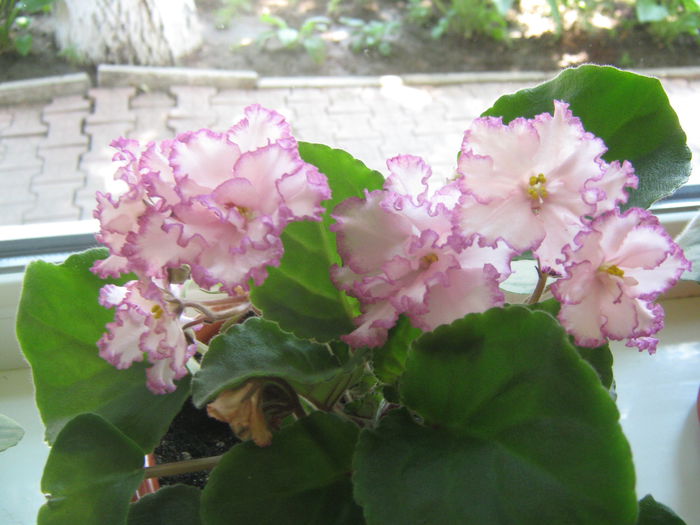 Picture My plants 621