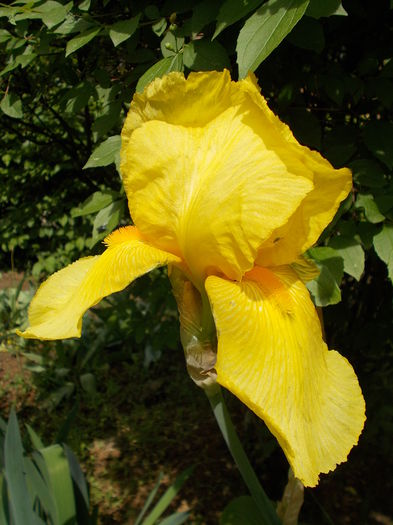 iris galben 8 lei