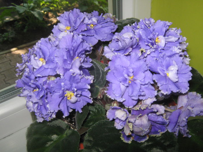 Picture My plants 623
