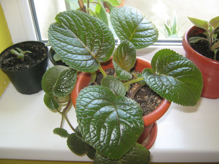 Picture My plants 592; Siningia alba
