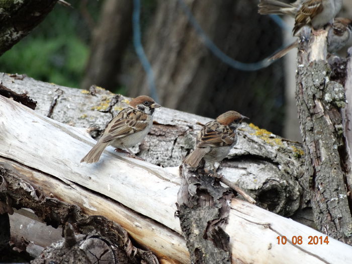 DSC06625 - Diverse vietati 2014