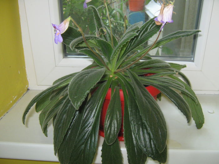 Picture My plants 593; Primulina {Kiritza}
