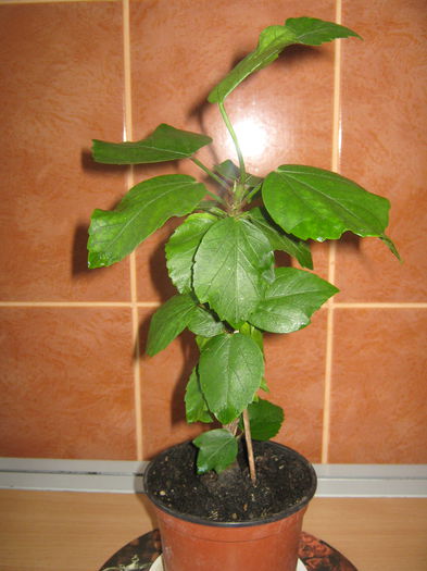 Picture My plants 602; Hibiscus Koenig- achizitie recenta
