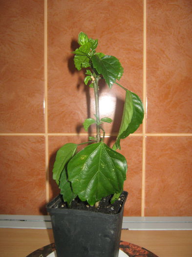 Picture My plants 604