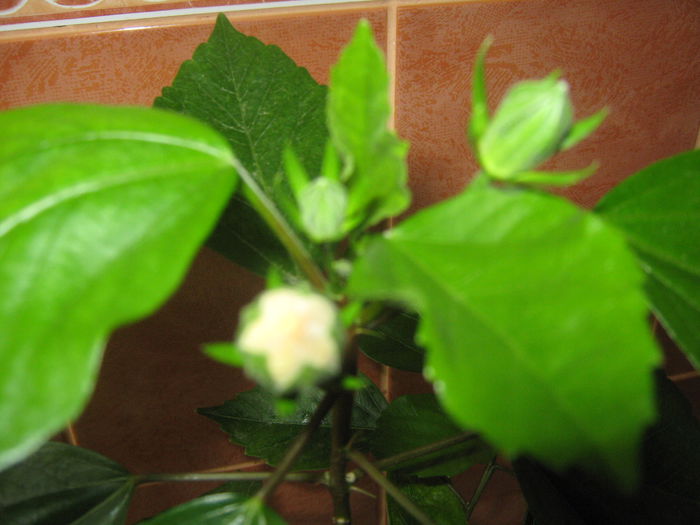 Picture My plants 606; Hibi Kim cu boboci- infloreste a treia oara
