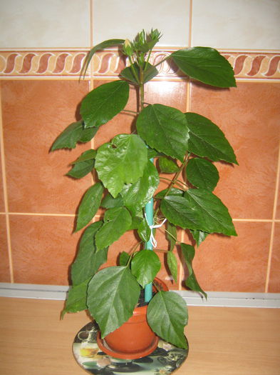 Picture My plants 607; Kim
