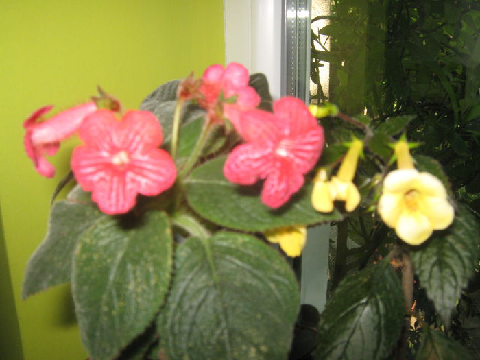 Picture My plants 619; Achimenes
