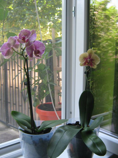 Picture My plants 611; Orhideele noi
