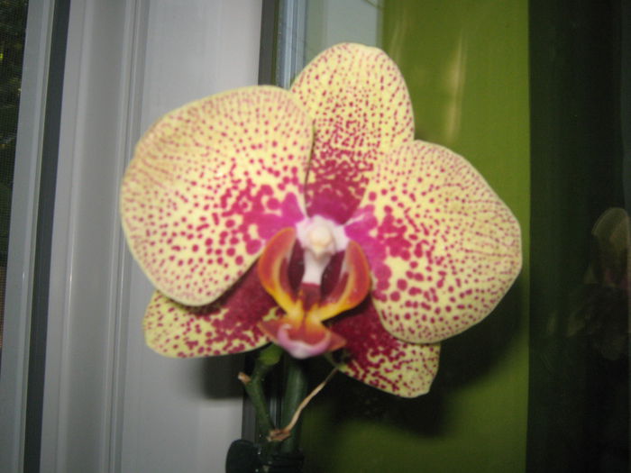 Picture My plants 612
